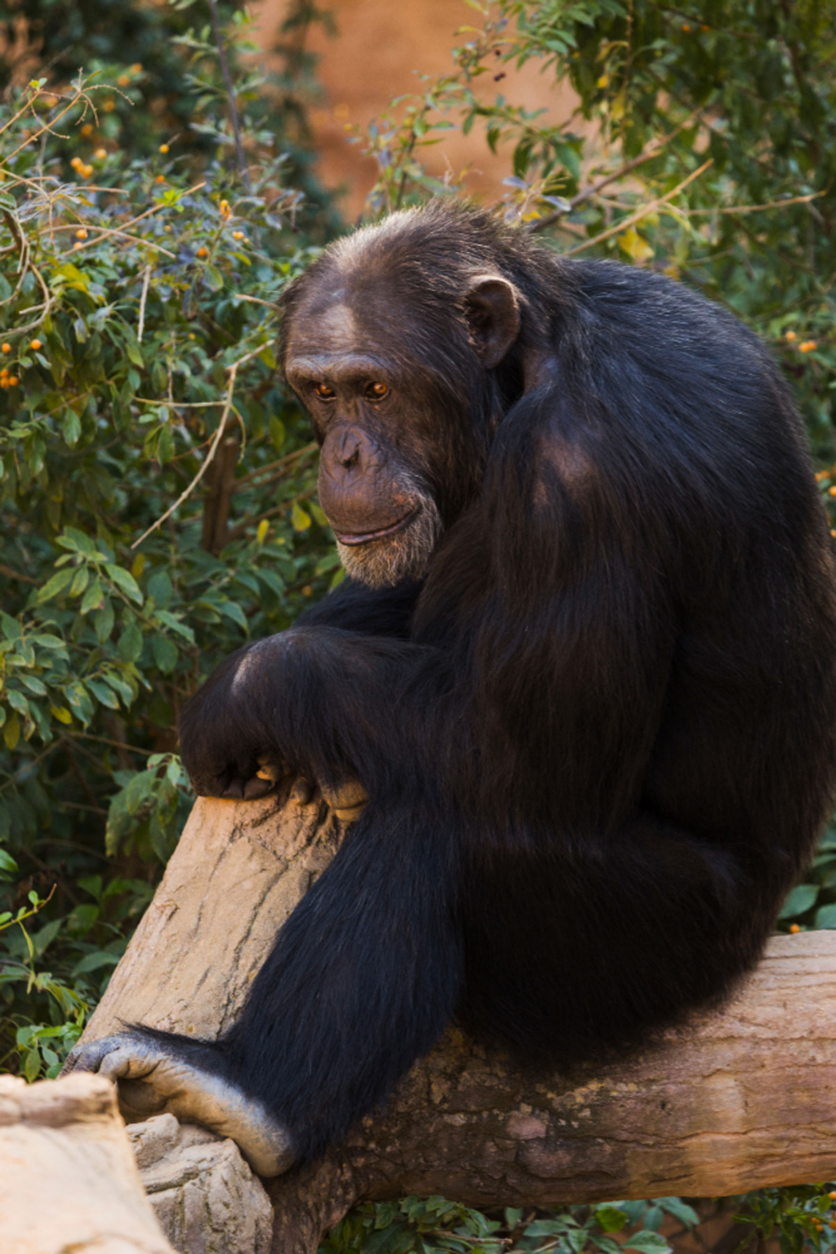 Image de Chimpanzé