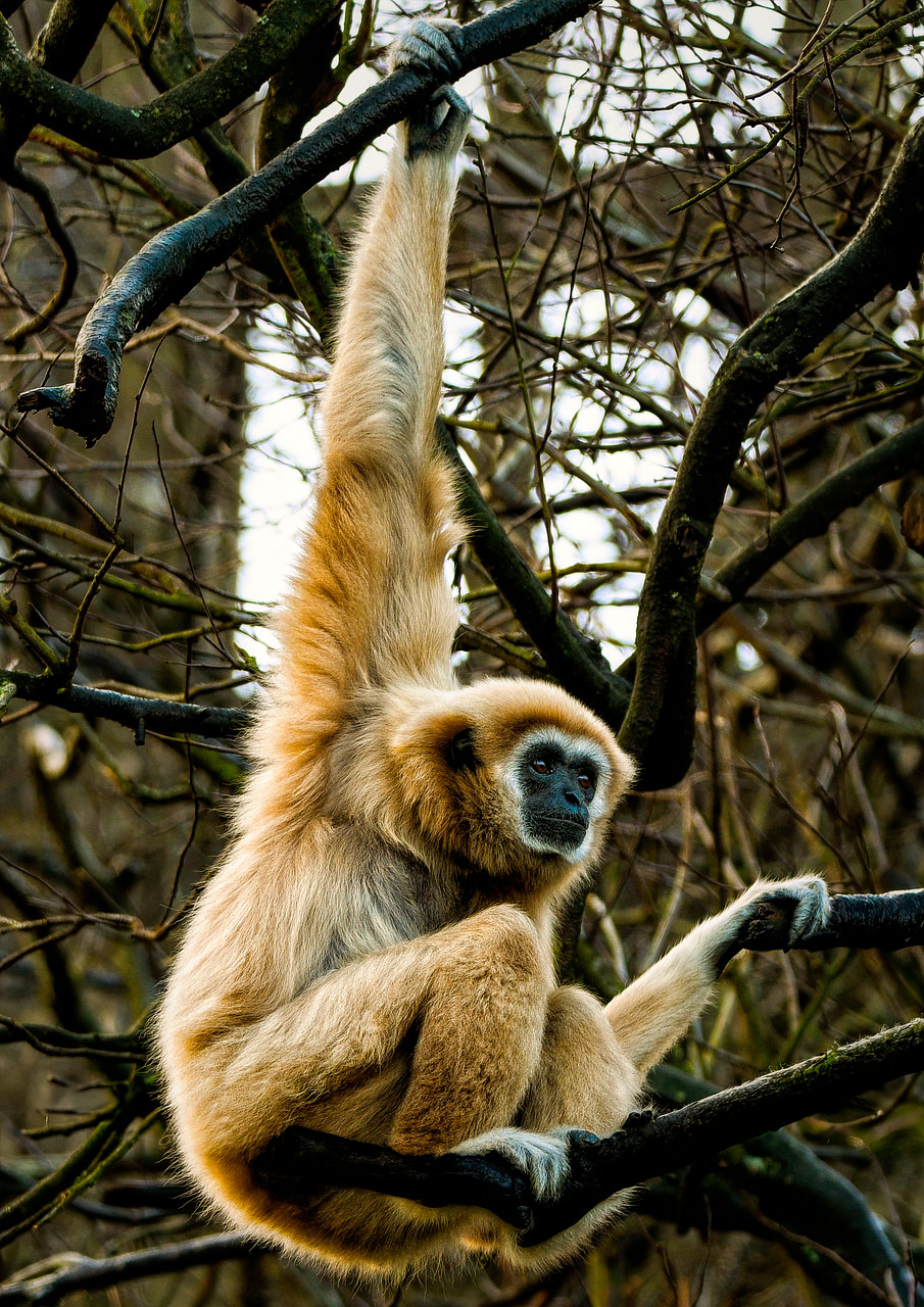 Image de Gibbon
