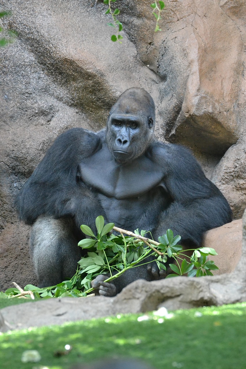 Image de Gorille dos argenté
