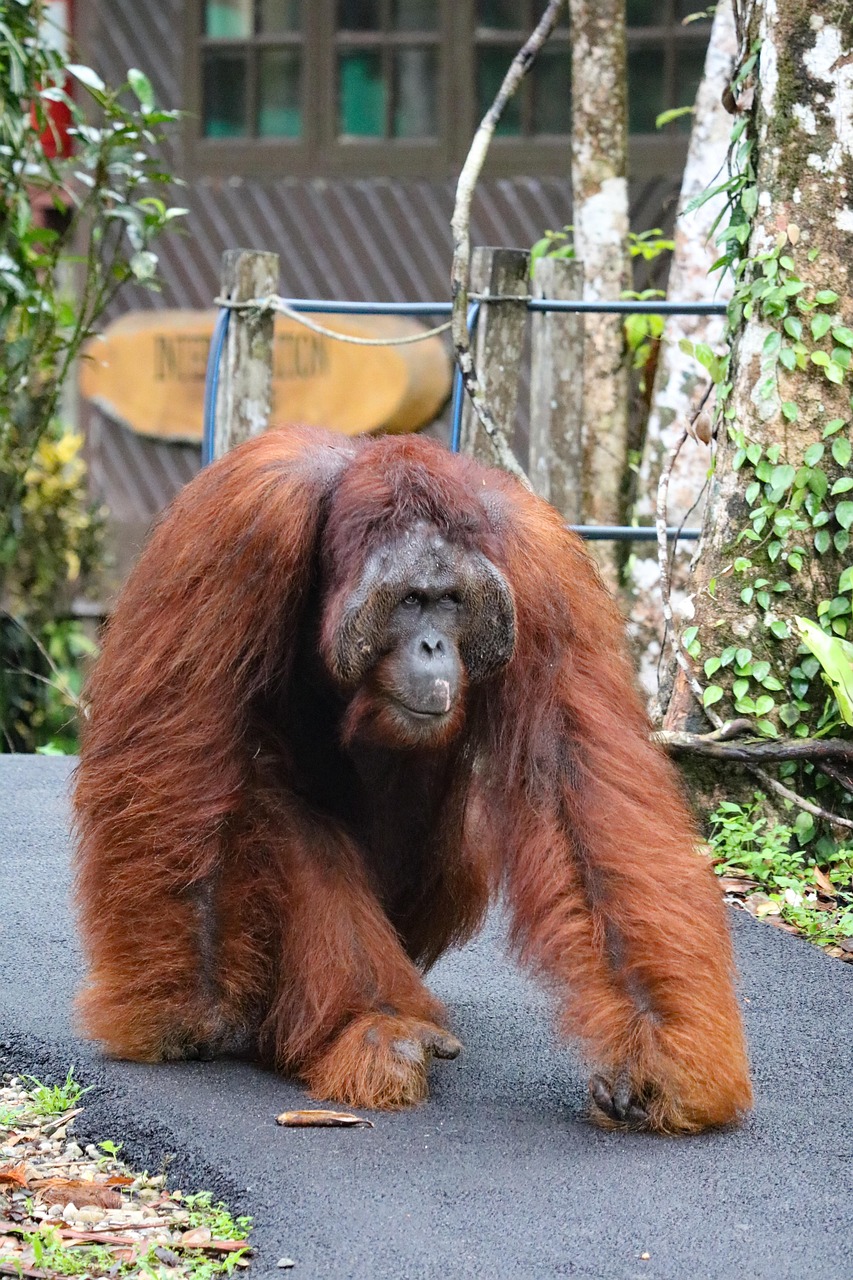 Image de Orang-Outan